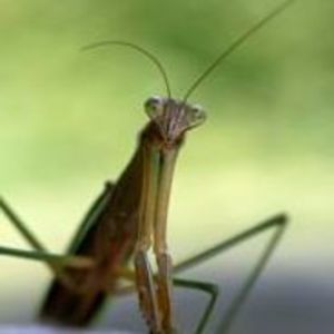 Meet your Posher, Clelia